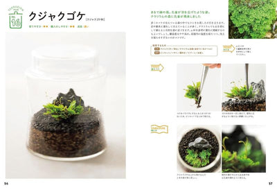 PREORDER Creating and Enjoying Tiny Moss Forests Indoors