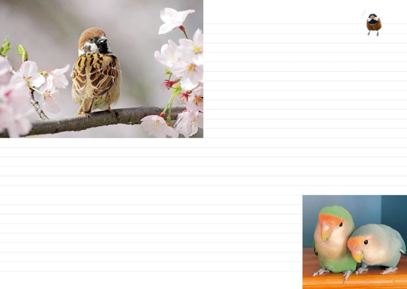 PREORDER Fluffy and Round Birds 2026 Schedule Book