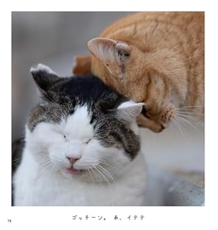PREORDER Always Carefree Cat