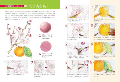 PREORDER Adult Coloring Starter Book: Delicious Vegetables and Fruits