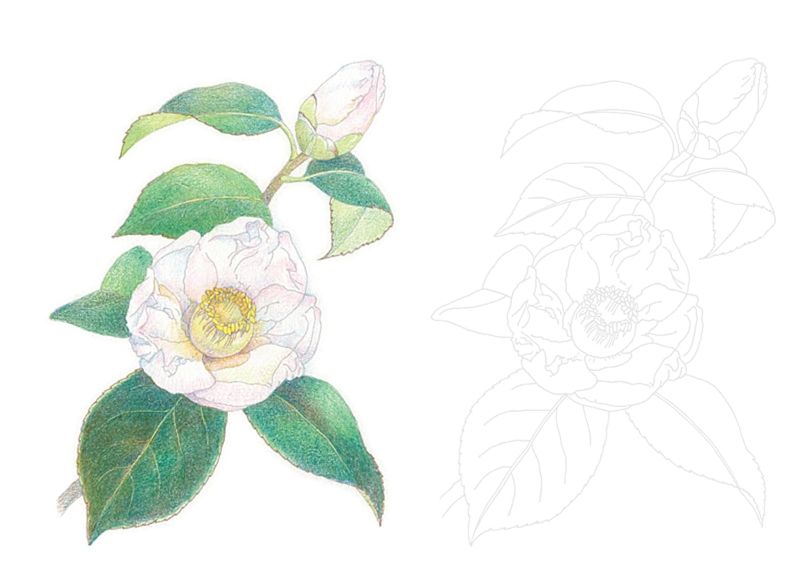 PREORDER Camellia Coloring Postcard Book