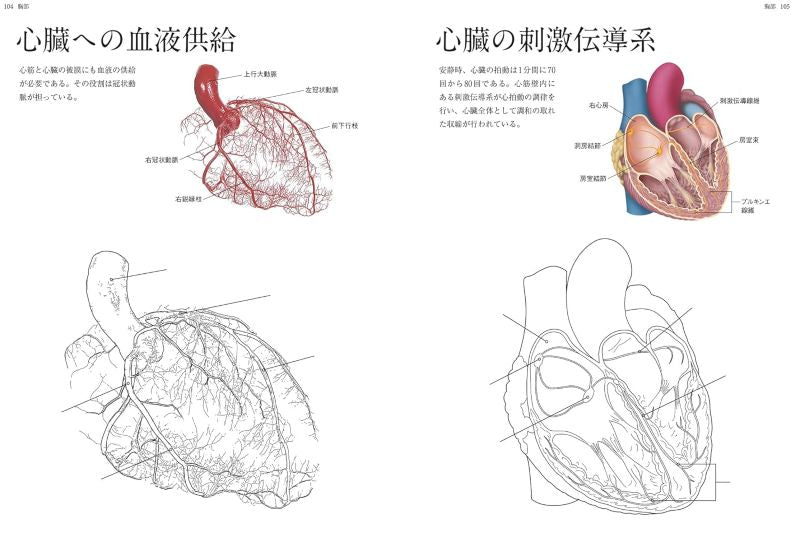 PREORDER Human Anatomy Coloring Book
