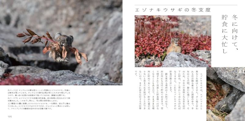 PREORDER Beautiful Wildlife of the Northern Land: A Year in Nature