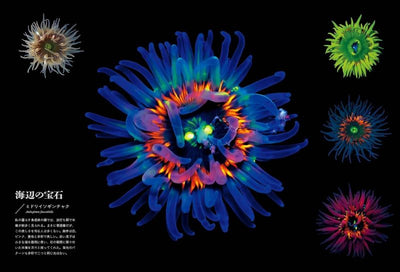 PREORDER Creatures of Light and Darkness: Beautiful Life That Glows Under Blacklight