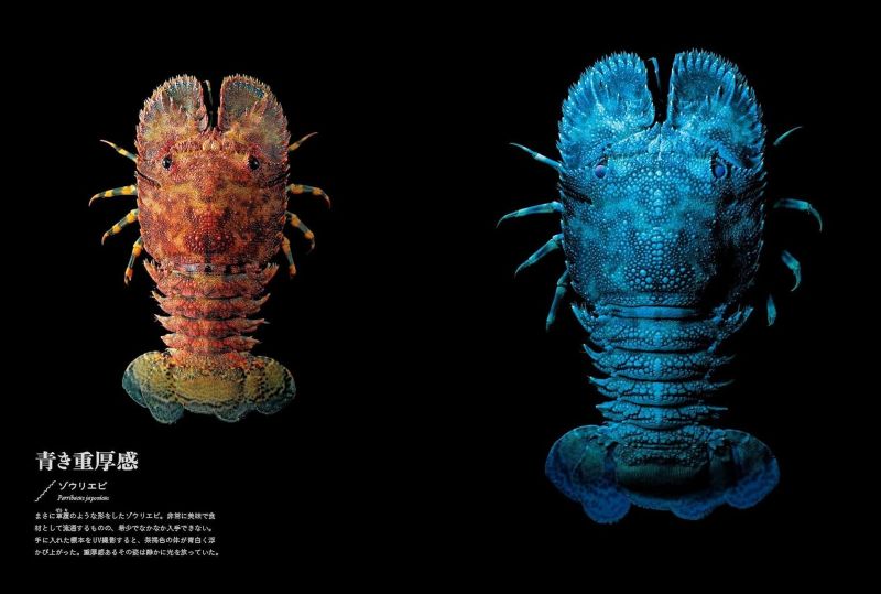 PREORDER Creatures of Light and Darkness: Beautiful Life That Glows Under Blacklight