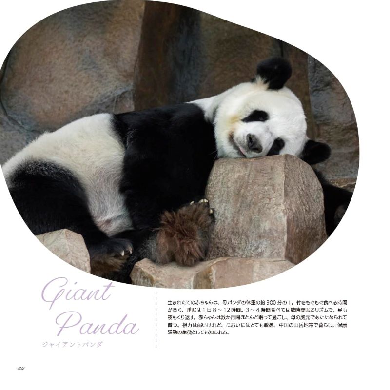 PREORDER Animal Sleeping Faces: The Most Vulnerable and Adorable Moments