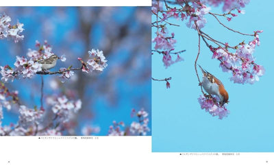 PREORDER Wild Birds and Blossoms