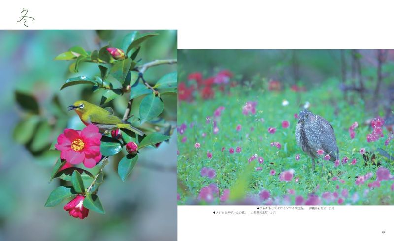 PREORDER Wild Birds and Blossoms