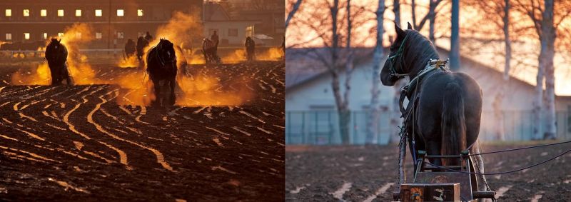 PREORDER Horsepower: Banei Horse Racing Photographs by Shin Yamagishi