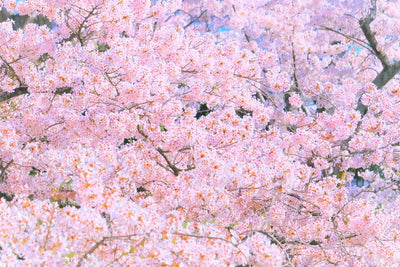 Japanese cherry blossoms in spring