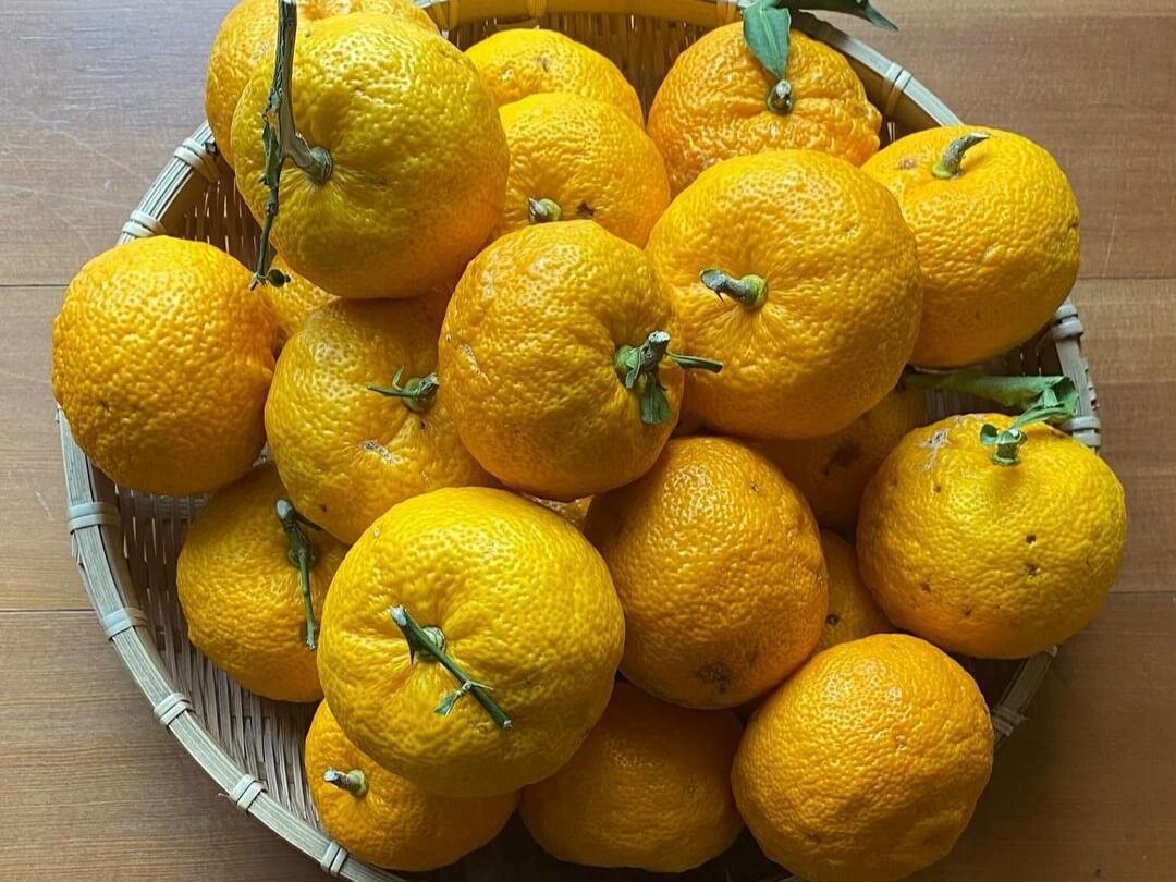What is Yuzu? The Tasty Citrus Japan Loves