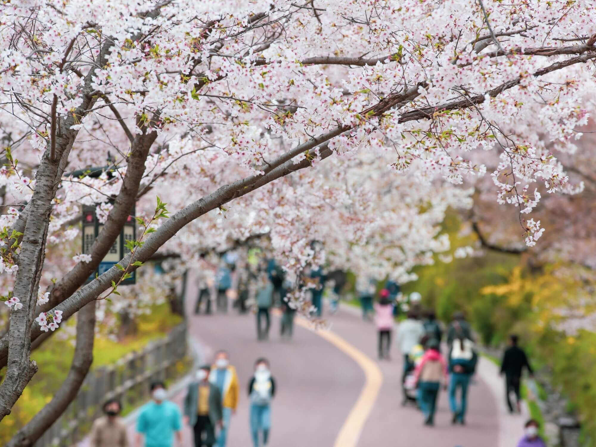 People Walk Along a Sakura-lined Path