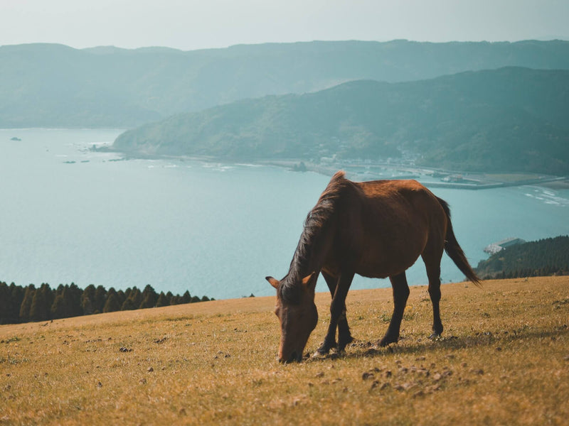 Year of the Horse: Fun Facts about Horses & Japan