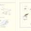 PREORDER  How to Draw Japan's Wild Birds: An Illustrated Guide