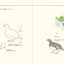 PREORDER  How to Draw Japan's Wild Birds: An Illustrated Guide