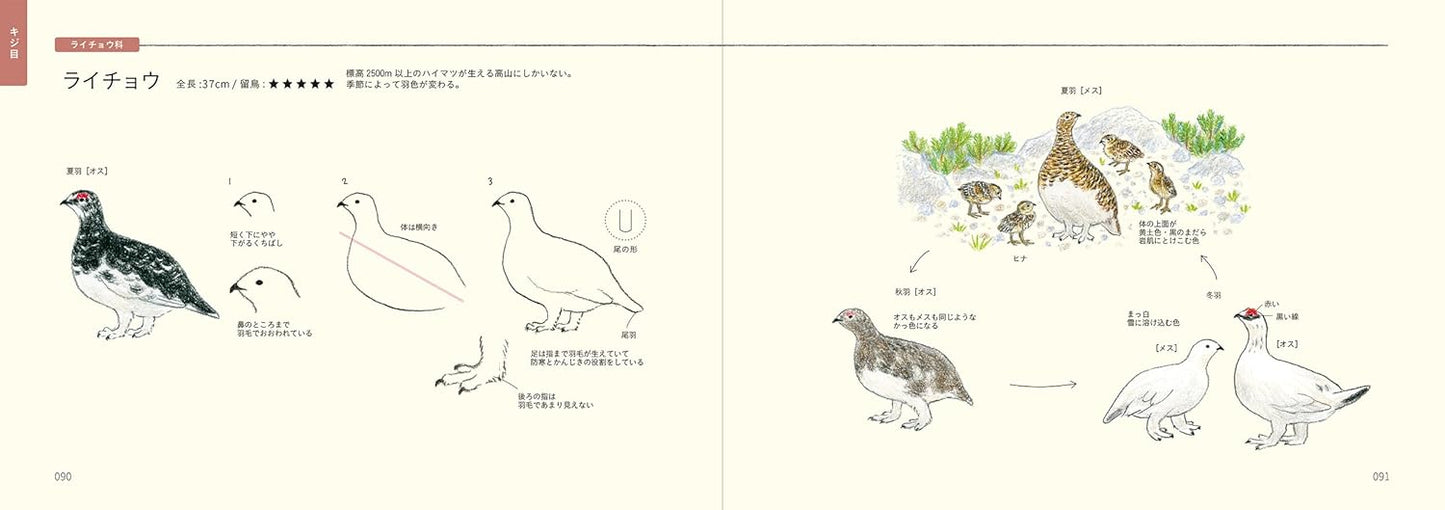 PREORDER  How to Draw Japan's Wild Birds: An Illustrated Guide