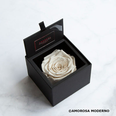 AMOROSA MODERNO Diamond Rose 85 [First Model] White