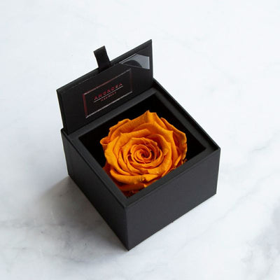 AMOROSA MODERNO Diamond Rose 85 [First Model] Orange