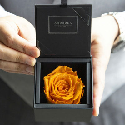 AMOROSA MODERNO Diamond Rose 85 [First Model] Orange