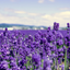 LULULUN Hokkaido Lavender Sheet Mask