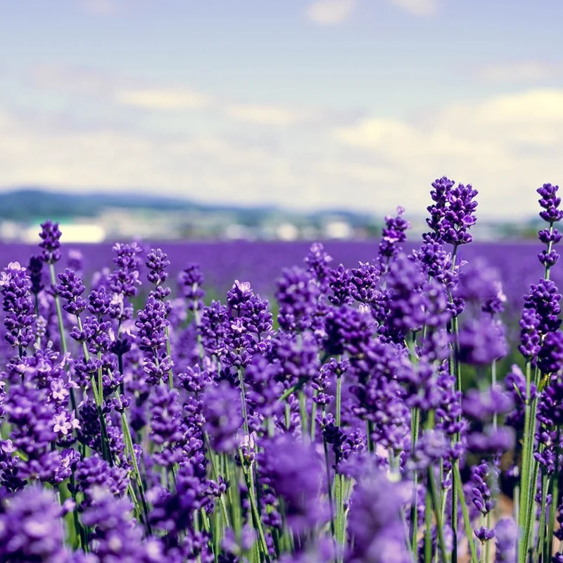 LULULUN Hokkaido Lavender Sheet Mask