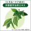 COW Green Tea Foaming Face Wash
