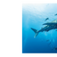 PREORDER Hearing the Sea's Voice: An Unforgettable Encounter