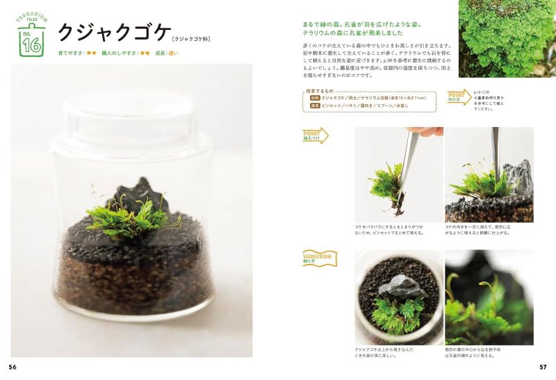 PREORDER Creating and Enjoying Tiny Moss Forests Indoors