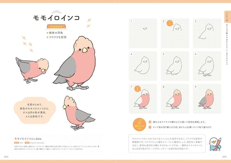 PREORDER BIRDSTORY: A Guide to Drawing Cute Birds