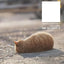 PREORDER Always Carefree Cat