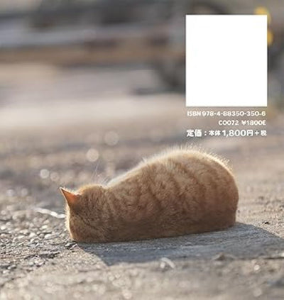 PREORDER Always Carefree Cat