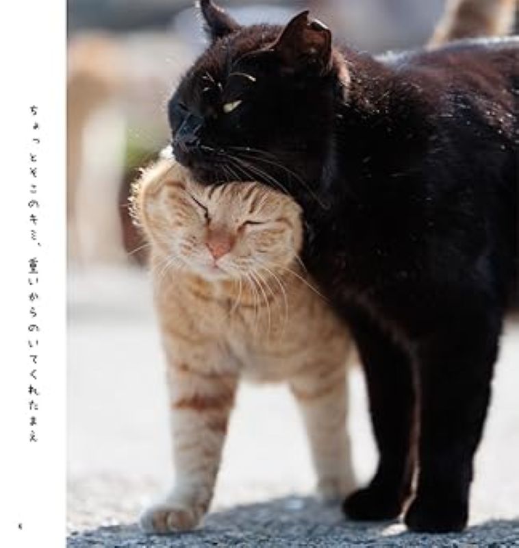 PREORDER Always Carefree Cat