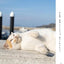 PREORDER Always Carefree Cat