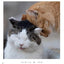 PREORDER Always Carefree Cat