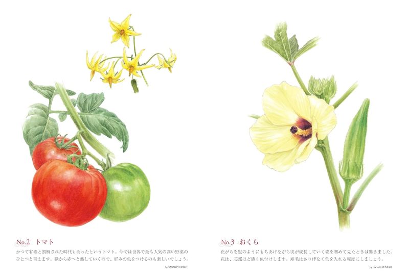 PREORDER Adult Coloring Starter Book: Delicious Vegetables and Fruits