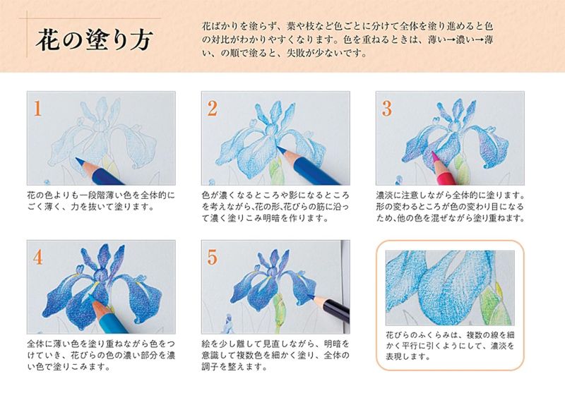 PREORDER Camellia Coloring Postcard Book