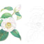 PREORDER Camellia Coloring Postcard Book