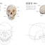 PREORDER Human Anatomy Coloring Book
