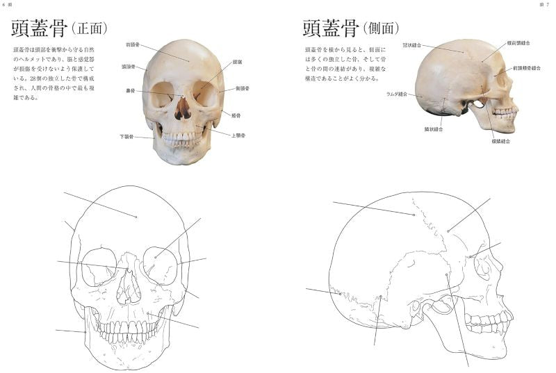 PREORDER Human Anatomy Coloring Book