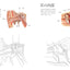 PREORDER Human Anatomy Coloring Book