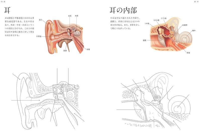 PREORDER Human Anatomy Coloring Book