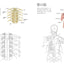 PREORDER Human Anatomy Coloring Book