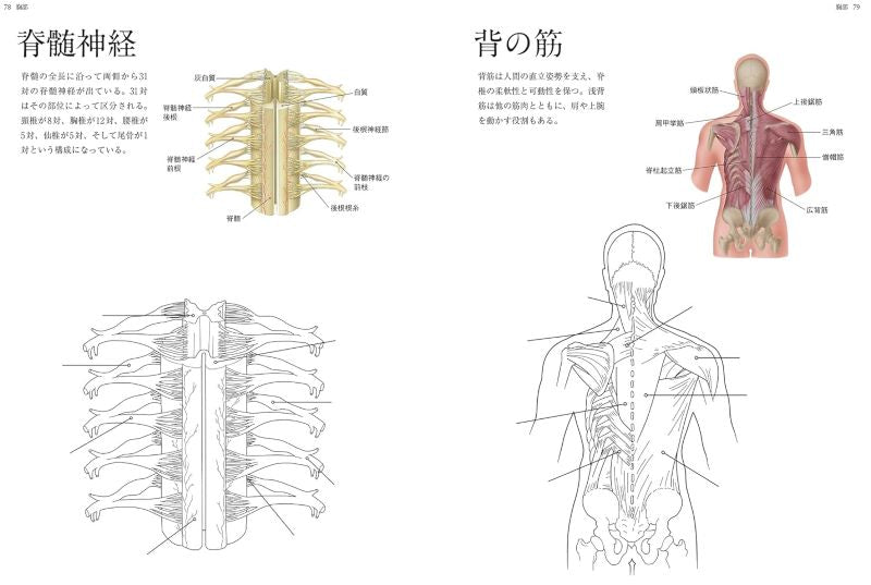 PREORDER Human Anatomy Coloring Book