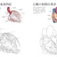 PREORDER Human Anatomy Coloring Book