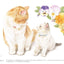 PREORDER Adult Coloring Book: Beautiful Original Line Art Ready to Color Whimsical Cats