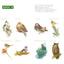 PREORDER Adult Coloring Book: Japanese Wild Birds
