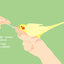 PREORDER Kawaii Kotori-chan the Cockatiel