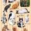 PREORDER Cute! Cat Stickers
