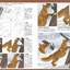PREORDER Fox, Raccoon Dog & Wolf Photo Reference Book for Artists