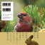 PREORDER Beautiful Wildlife of the Northern Land: A Year in Nature